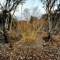 Acer negundo 'Winter Lightning' – Live Maple Plant in 4 Inch Pot with Bright Yellow Winter Bark