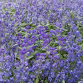 Dark Knight Bluebeard – Live Flowering Shrub in 4 Inch Pot | Caryopteris x clandonensis