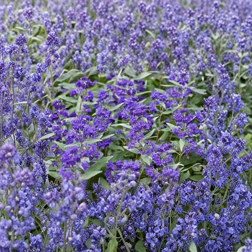 Dark Knight Bluebeard – Live Flowering Shrub in 4 Inch Pot | Caryopteris x clandonensis
