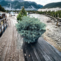 Globosa Colorado Blue Spruce – Dwarf Evergreen Conifer in 1 Gallon Pot | 10 Inch Tall Picea pungens