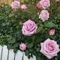 Blue Girl Rose – Hybrid Tea Rose Live Plant | 2 Gallon | Mauve Lavender Blooms | Fragrant Rose Bush