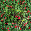 Vaccinium vitis-idaea Lingonberry Live Rhizomes | Set of 5 Bare Root Cold Hardy Berry Plants
