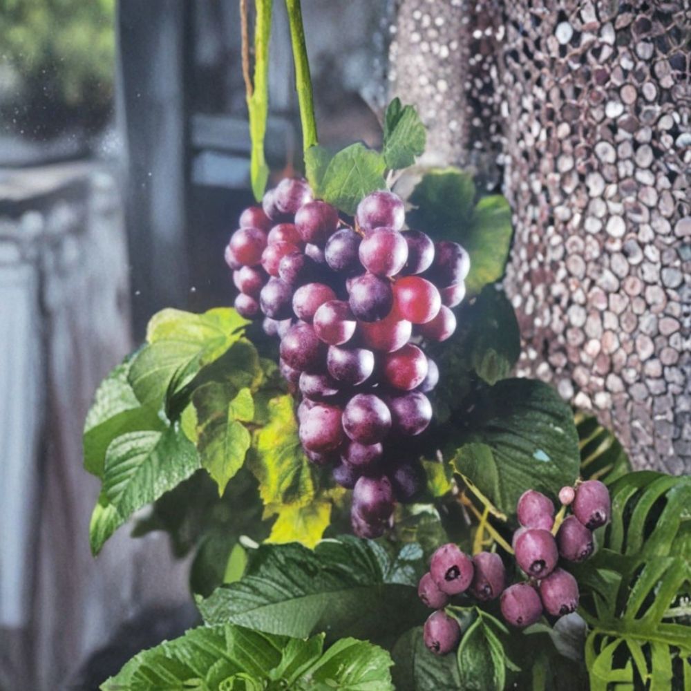 Black Noble Muscadine Grape Vine – 1 Gallon Live Plant | Self-Fertile Dark Purple Fruit Vine