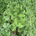 Folkert’s Select Ginkgo Tree | 12 Inch Tall 1-Year Grafted Ginkgo biloba