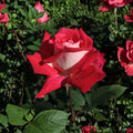 Love Grandiflora Rose Live Plant – 5 Gallon Ruby Red & White Fragrant Rose Bush
