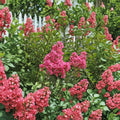 Lagerstroemia indica 'Hopi' Pink Crape Myrtle Live Plant | 2 Gallon Pot | Hardy Flowering Shrub