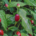 Streptopus amplexifolius – Watermelon Berry Live Root Clump | Shade Loving Edible Perennial Native to Alaska