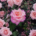 Kordes Perfecta Rose - Everblooming Hybrid Tea Rose | 2 Gallon Live Plant