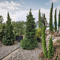 Black Dragon Japanese Cedar - Live Evergreen Conifer in 2 Gallon Pot | Cryptomeria japonica