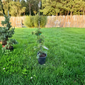 Chamaecyparis obtusa 'Well's Special' Hinoki Cypress Live Plant | 10 Inch Dwarf Evergreen in 1 Gallon Pot