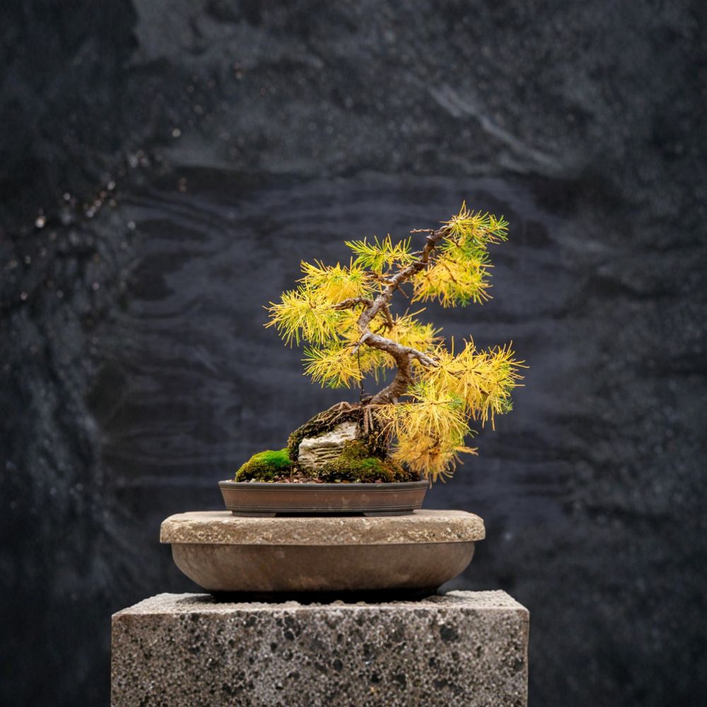 Larch Tree Mixed Types Seeds – 10 Wild Harvested Larix spp. from Alaska | Deciduous Conifer for Landscape & Bonsai