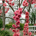 Crimson Cascade Weeping Flowering Peach Tree - 4-6 Ft Tall Live Ornamental Tree with Double Red Pink Blooms