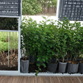 Arapaho Thornless Blackberry Plant – 3–6 Ft Tall Live Thornless Blackberry Bush