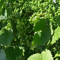 Muscat White Wine Grape Vine – 4–6 Ft Tall Self-Fertile Live Plant for Home Vineyard