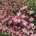 Cornus florida 'Cherokee Chief' – Red Flowering Dogwood Tree in 1 Gallon Pot