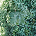 White Oak Tree – Live Native Shade Tree in 2 Gallon Pot | Quercus alba