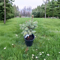 Abies lasiocarpa var. arizonica 'Glauca Compacta' – Arizona Corkbark Fir Live Plant | 10 Inches Tall | 1 Gallon Pot | Silvery Blue Evergreen Conifer