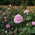 Blue Girl Hybrid Tea Rose Live Plant – 2 Gallon Mauve Lavender Rose Bush