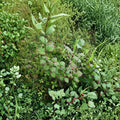 Viburnum edule Squashberry Live Cuttings | Set of 5 Dormant Cuttings | Native Northern Berry Shrub