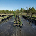 Spring Satin Plumcot Tree – 4–6 Ft Tall Live Fruit Tree | Plum Apricot Hybrid
