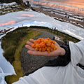 Cloudberry Rubus chamaemorus Live Plants | Alaska Wild Harvested Arctic Berry | Bog Garden Suitable