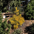 Nisbet’s Gold Scots Pine - 12 Inch Tall Live Golden Evergreen Conifer in 1 Gallon Pot
