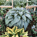 Hosta ‘Wind Beneath My Wings’ – Large Blue Shade Perennial | 3 Inch Starter Plant