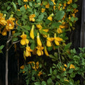 Caragana arborescens Siberian Pea Shrub Live Cuttings - Set of 5 Alaska Grown Nitrogen Fixing Shrub