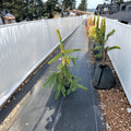 Gold Drift Norway Spruce - 12 Inch Tall Live Golden Evergreen in 1 Gallon Pot