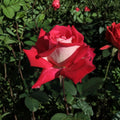 Love Grandiflora Rose Live Plant – 5 Gallon Ruby Red & White Fragrant Rose Bush