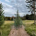 Cedrus deodara 'Electra Blue' – 18 Inch Deodar Cedar Evergreen Tree in 1 Gallon Pot