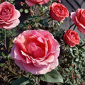 Princesse de Monaco Grandiflora Rose Live Plant - 2 Gallon Pink Rose Bush