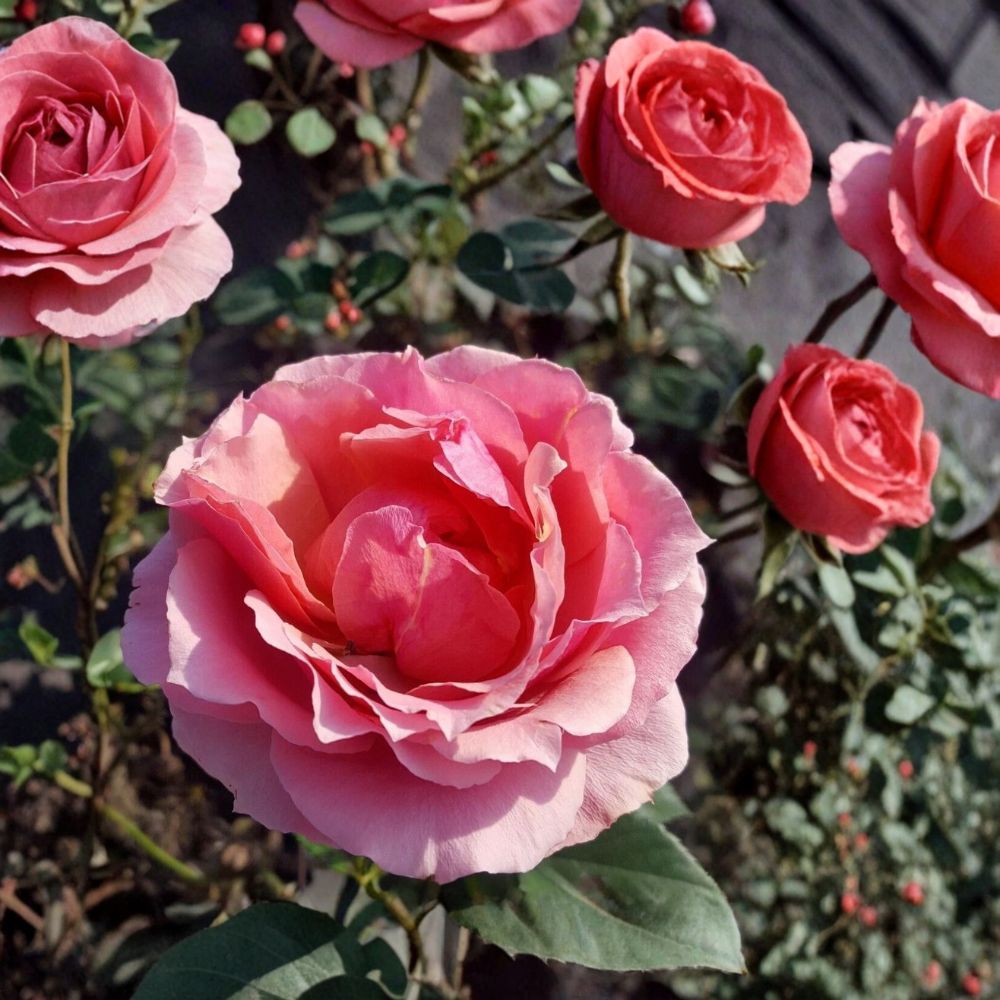 Princesse de Monaco Grandiflora Rose Live Plant - 2 Gallon Pink Rose Bush