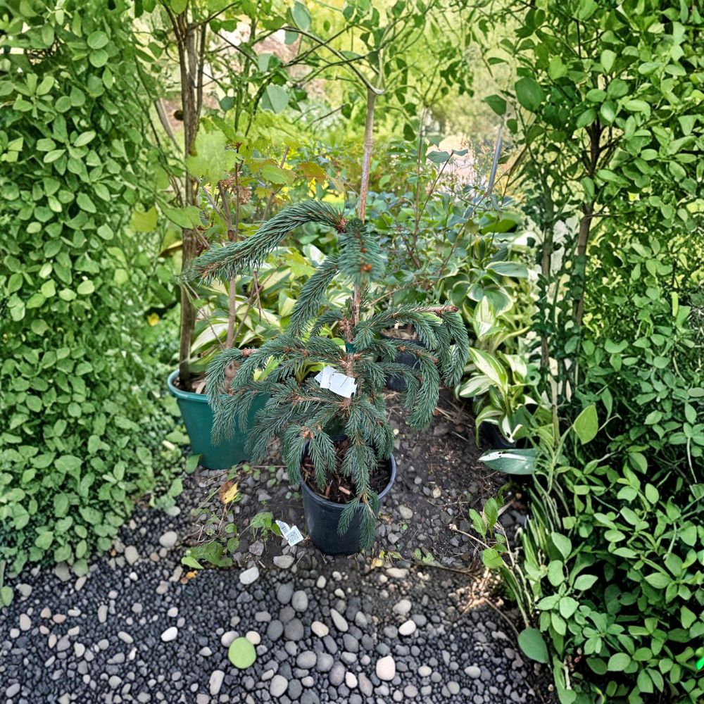 Weeping Blue Norway Spruce – 12 Inch Tall Live Evergreen Conifer in 1 Gallon Pot