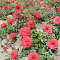 Climbing High Society Rose Live Plant – 2 Gallon Deep Pink Climbing Rose Bush