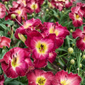 Hemerocallis 'Blood Sweat And Tears' Daylily – 3 Bare Root Plants with Grade #1 Roots and Massive Red Blooms