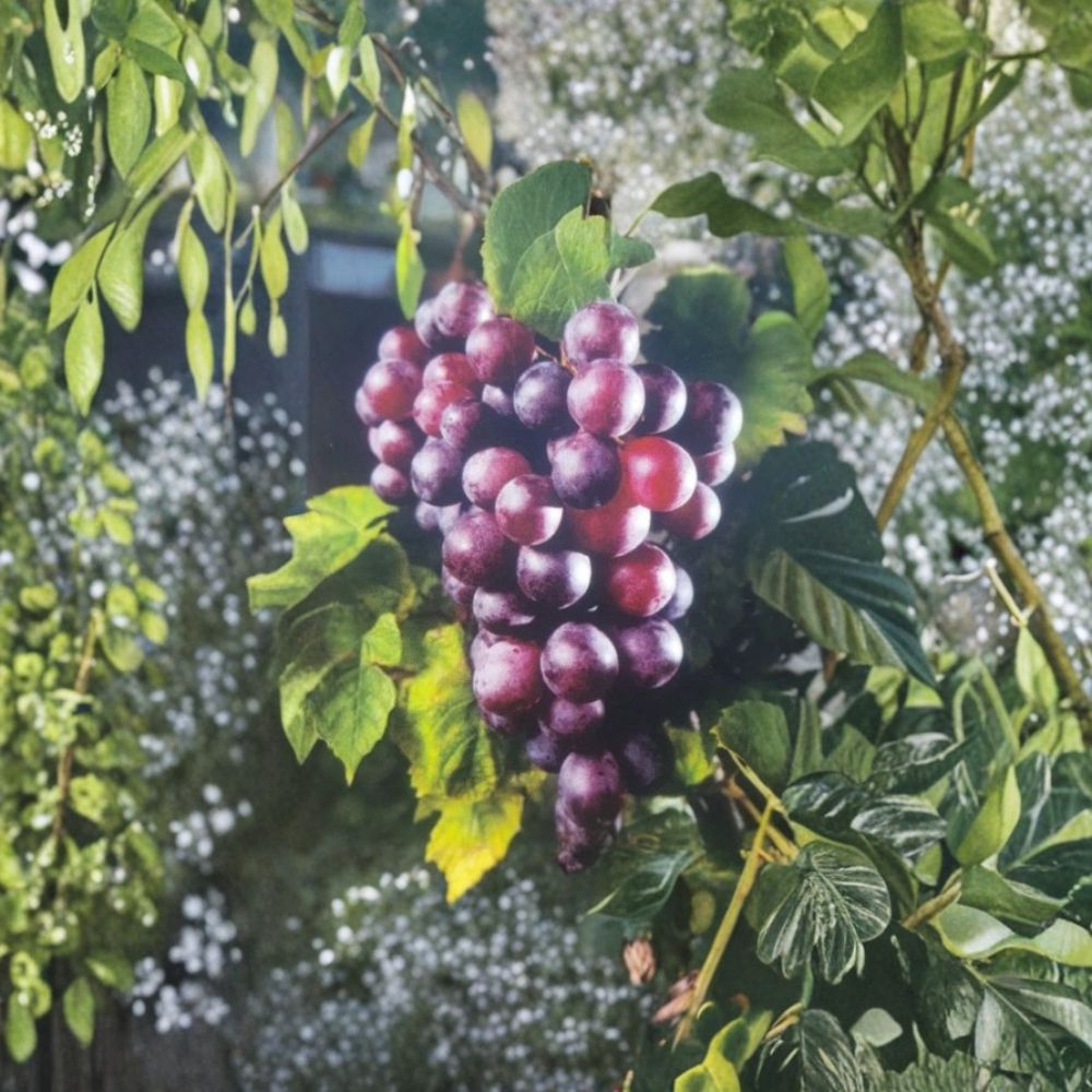 Black Jumbo Muscadine Grape Vine – 3 Gallon Live Plant | Female Variety Requires Pollinator
