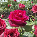TRAVIATA Rose - Fragrant Deep Red Hybrid Tea Rose Live Plant | 1 Gallon
