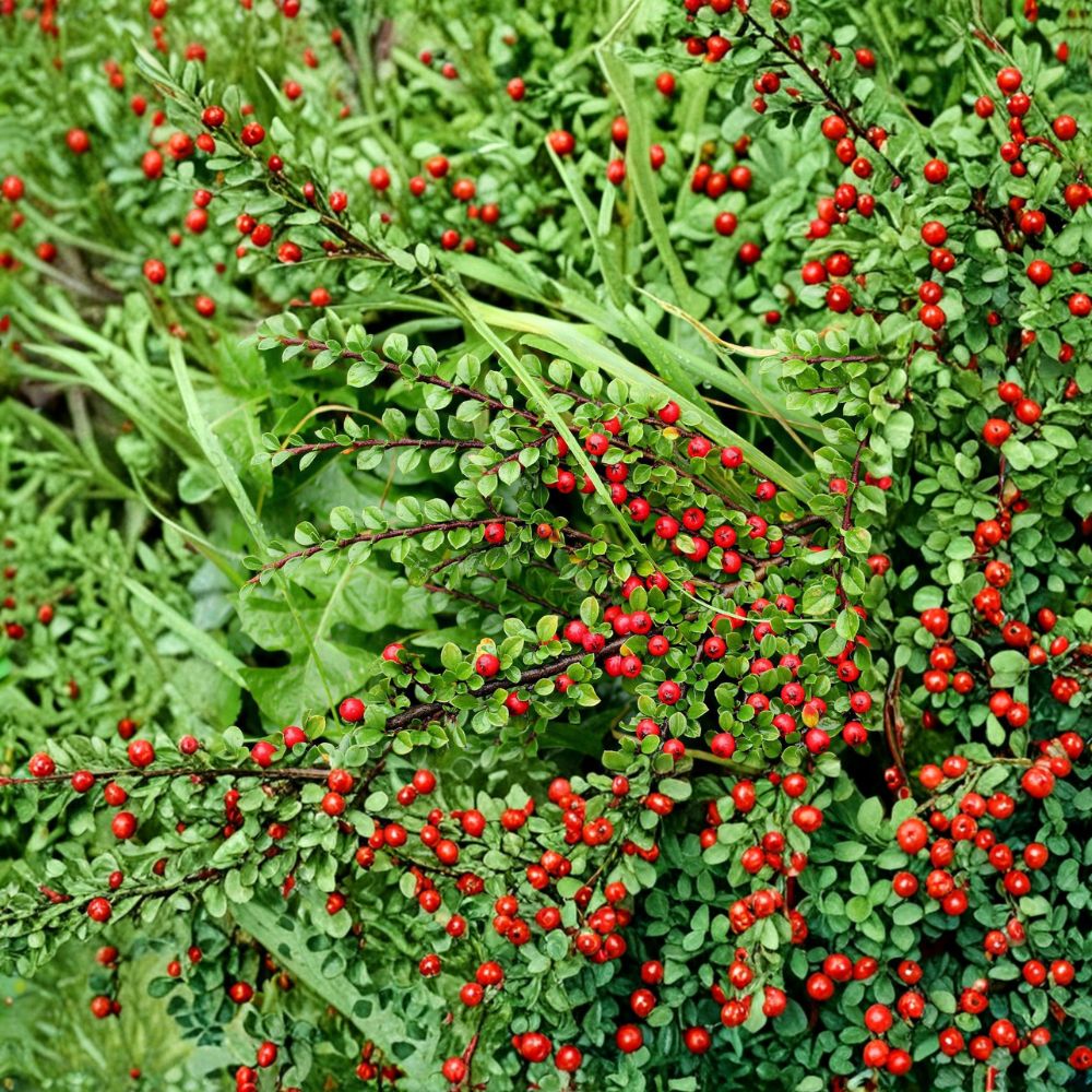 Cotoneaster Live Cuttings - Set of 10 Hardy Ornamental Shrubs for Alaska Landscapes