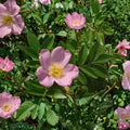 Carolina Rose Native Flowering Shrub | Rosa carolina | 2 Gallon Pot Pasture Rose with Rose Hips