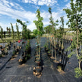 Fairview Flame Maple Tree 4-6 Ft | Fast Growing Shade Tree with Brilliant Red Fall Color