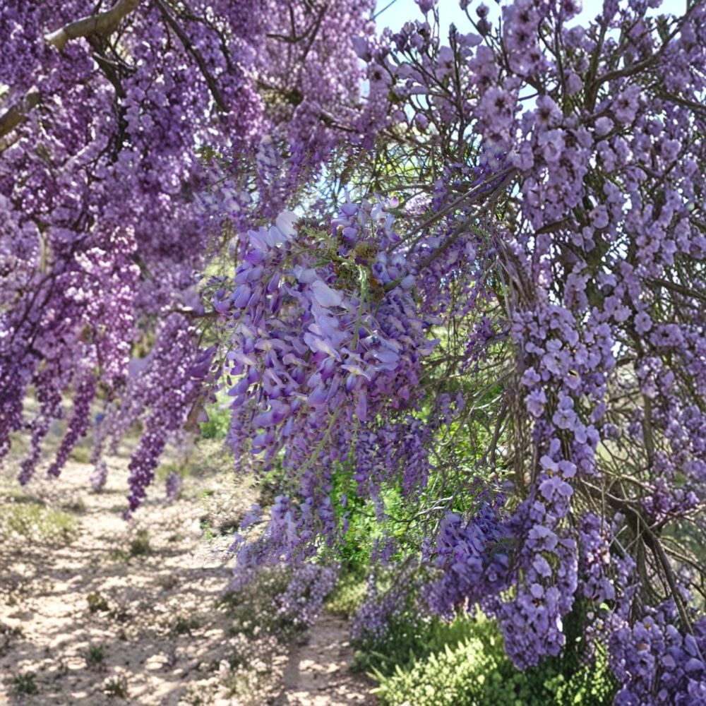 Purple Wisteria Vine 4-6 Ft Tall | Fragrant Fast Growing Climbing Plant