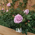 Blue Girl Rose – 3 Gallon Hybrid Tea Rose with Mauve Lavender Blooms