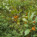 Goldie American Holly - Live Yellow Berry Evergreen Tree in Quart Pot | Ilex opaca 'Goldie'
