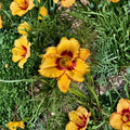 Hemerocallis 'Two Part Harmony' Daylily – 3 Bare Root Plants | Hardy Perennial Flower