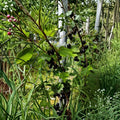 Black Currant Seeds - 25 Alaska Proven Ribes spp. Mixed Varieties for Fruit Gardens