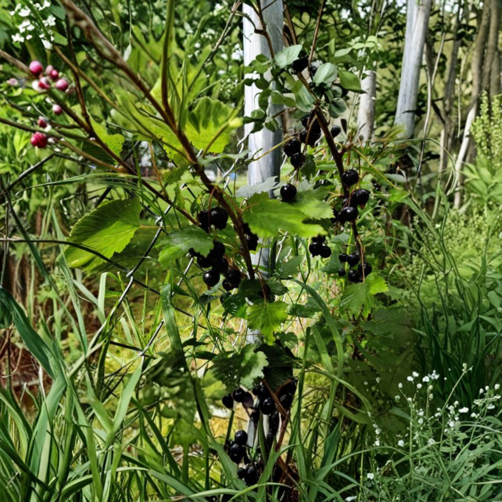 Black Currant Seeds - 25 Alaska Proven Ribes spp. Mixed Varieties for Fruit Gardens