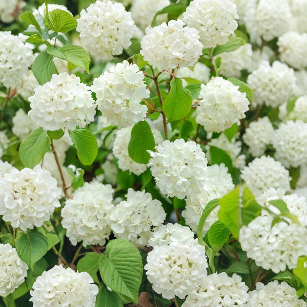 Popcorn Viburnum – Viburnum plicatum 'Popcorn' Live Flowering Shrub in 4 Inch Pot