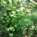 Canaan Fir Live Plant | 4 Inch Pot | Hardy Evergreen Tree | Fraser Fir Alternative