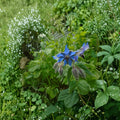 Borage – Borago officinalis Seeds | 25 Seeds | Pollinator-Friendly Herb | Easy to Grow